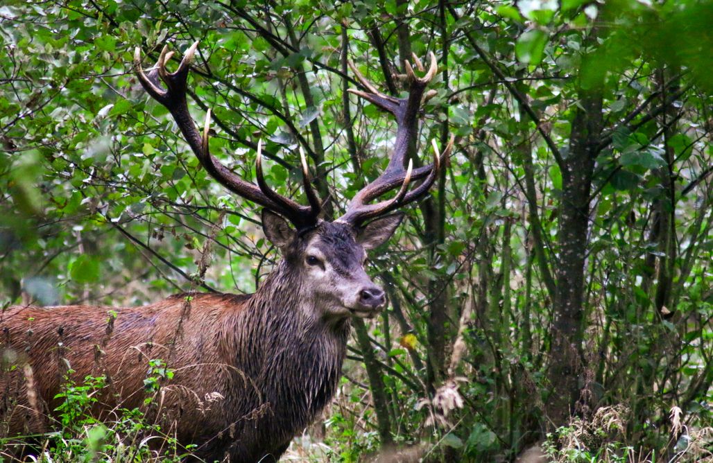 noclegi AlohaCamp Dębowy Zakątek 1