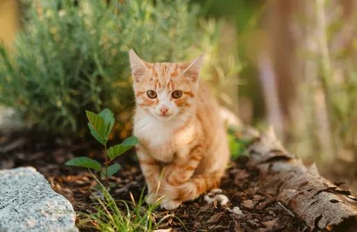 Zdjęcie obiektu Rogate Domki - unikalne domki z sauną