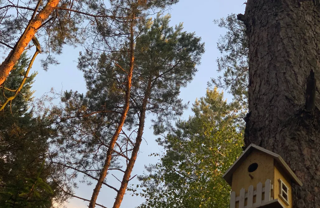 Domek w ptasim gaju AlohaCamp