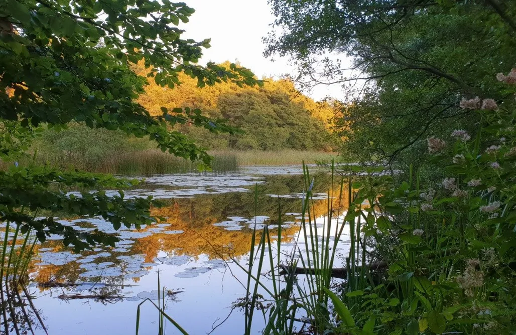 AlohaCamp Dom słoneczny - BEZ ZWIERZĄT 1