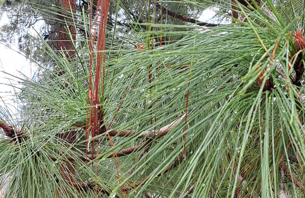 Casas Rurales En Granada Paraje del Almendral - Casita Lux 1