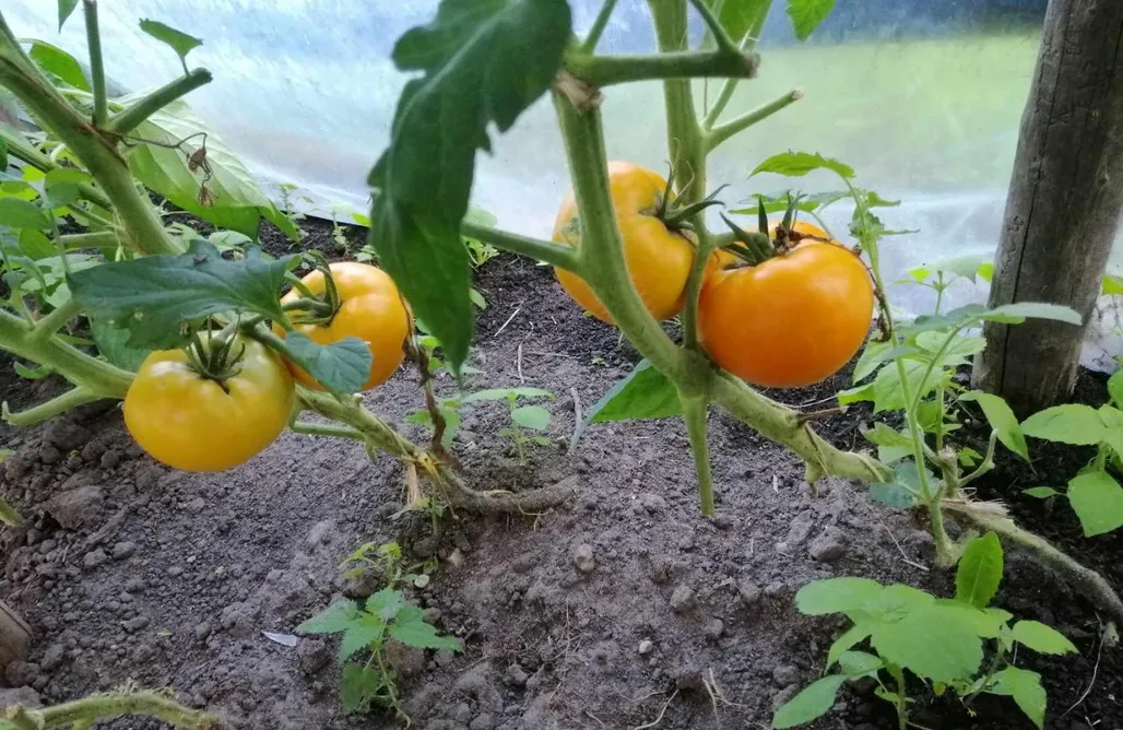 Milejczyce Domki Agroturystyka przy Rajskim Sadzie 1