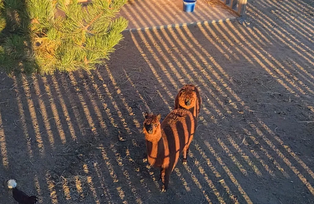 AlohaCamp Dom wakacyjny 1