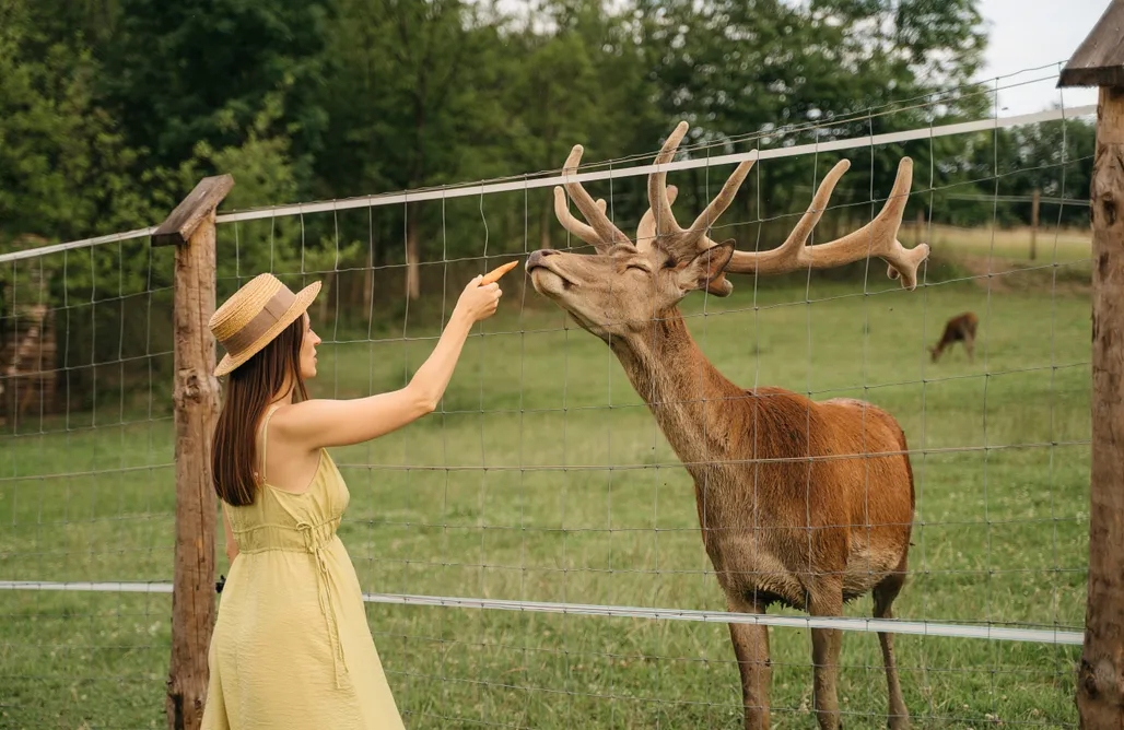 Hébergement AlohaCamp Na Potokach 5