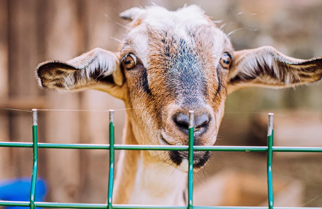 AlohaCamp accommodation Tabun 1