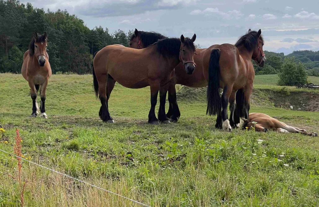 noclegi AlohaCamp Gdzieś na Kaszubach - Domek otoczony piękną naturą 1