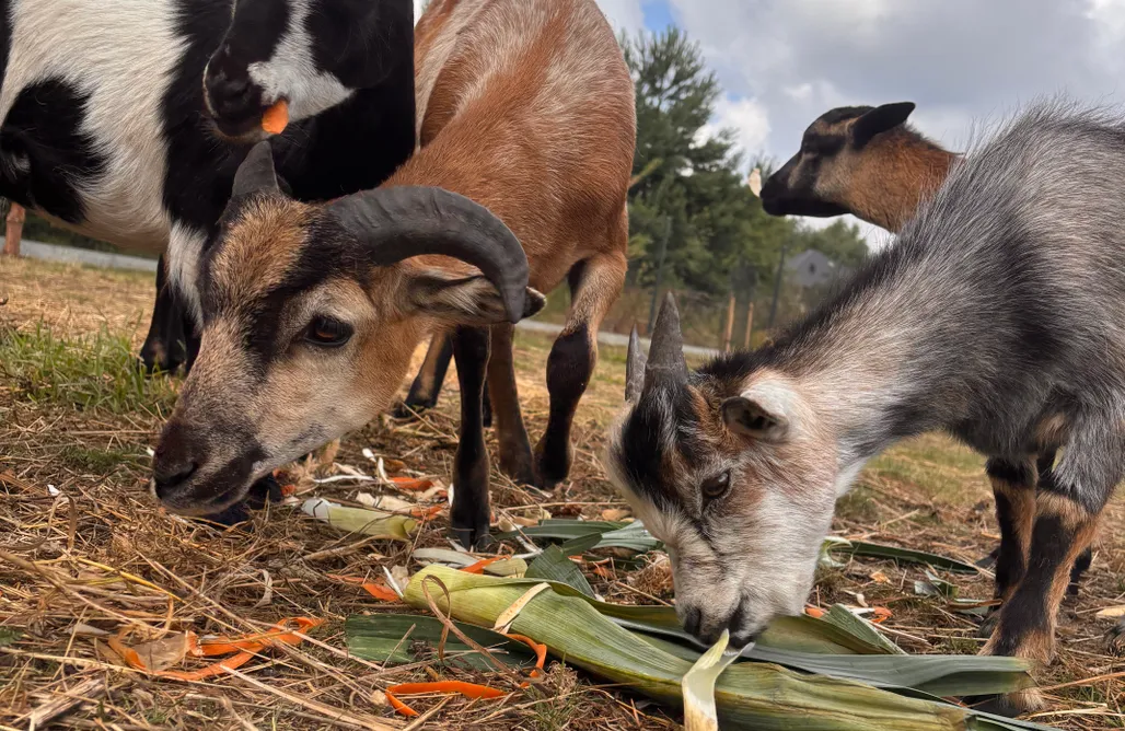 noclegi AlohaCamp Krasowa Ostoya 1