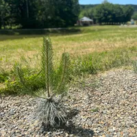 Damian host Jurta Zacisze Stodolnia 