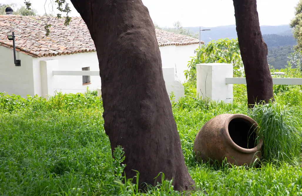 noclegi AlohaCamp Finca la Arborea 5