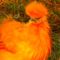 Ffynnonwen gospodarz Ffynnonwen Eco Glamping