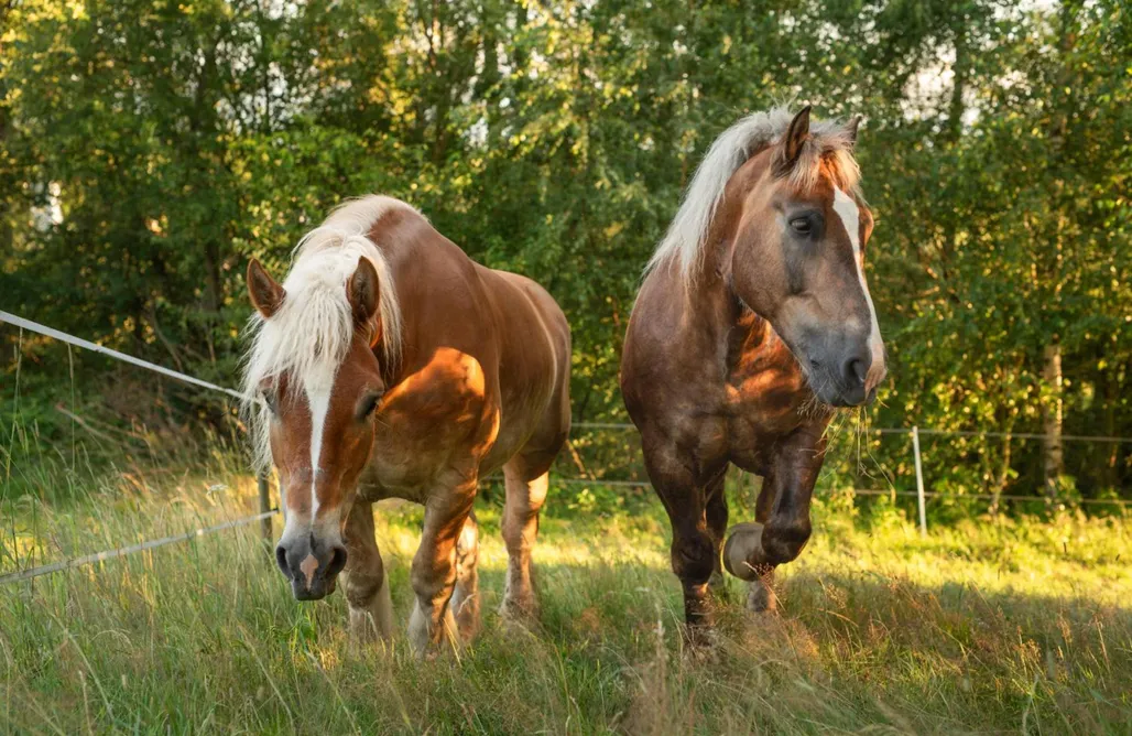 Chata u Przewodnika AlohaCamp