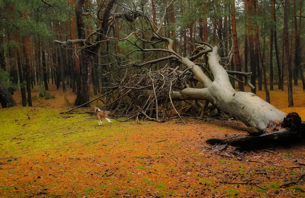 noclegi AlohaCamp Szumiąca Sosna - domek, jacuzzi i sauna 1