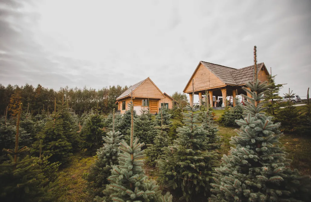 noclegi AlohaCamp Rojst Borowinowy Las - azyl dla dorosłych 2