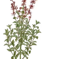 Lorenzo Manuel propietario Casa-cueva entera. Ideal para grandes grupos.