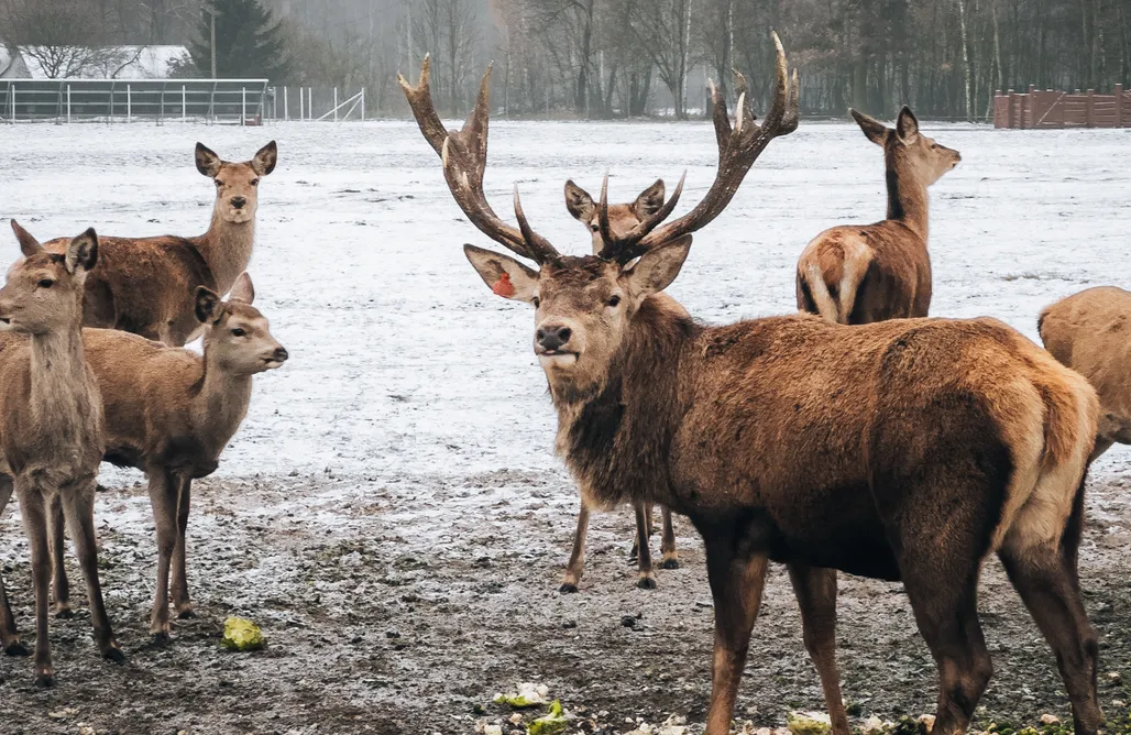 Łebki Domki Ranczo Targówka - Glampy z balią wśród natury 1