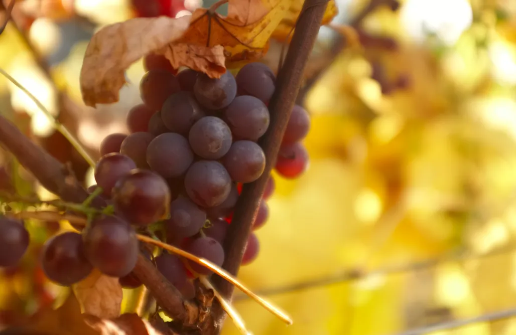 Winiarnia nad Jeziorem Miejsce kamperowe - Winnica Dwórzno 3