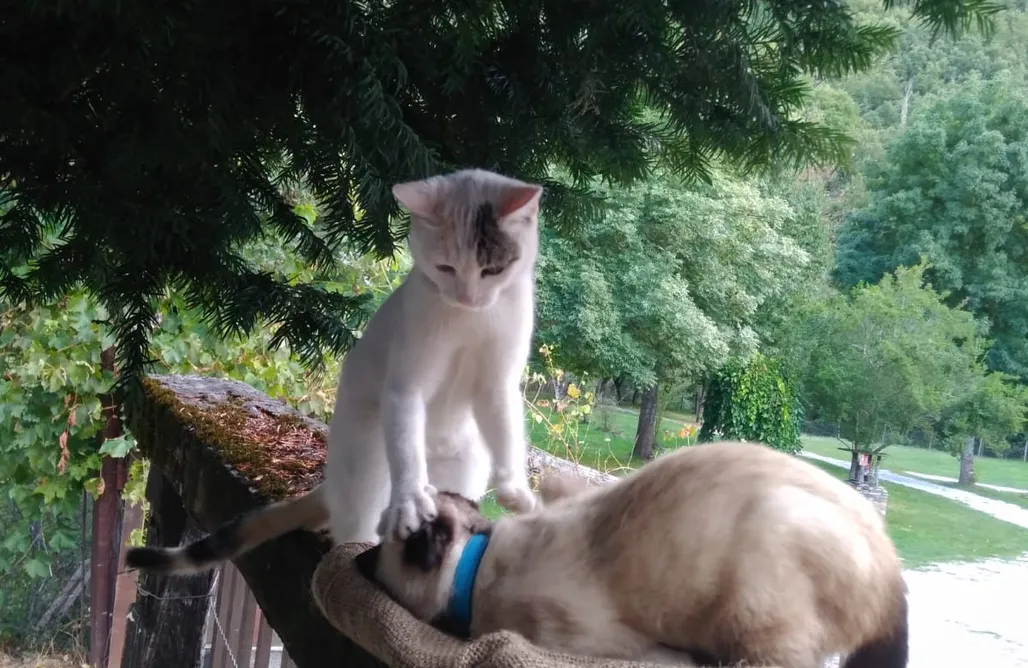 Hotel burbuja Galicia Camping Valle do Seo - Glamping 1