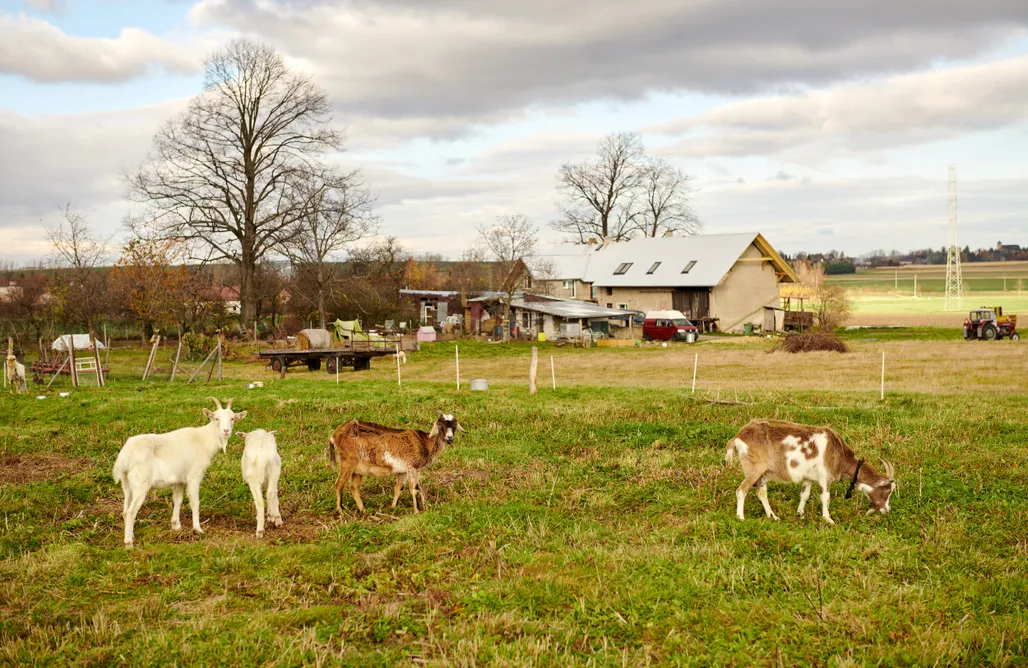 Pole campingowe opolskie Miejsce kamperowe i namiotowe - Gospodarstwo Rolne z Agroturystyką Brygadziaki 3