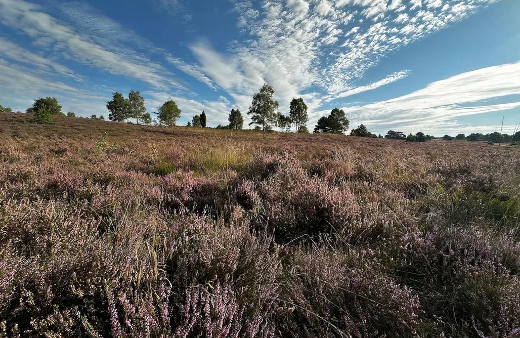 Unterkunft AlohaCamp Stilvolle Landidylle in der Südheide 5