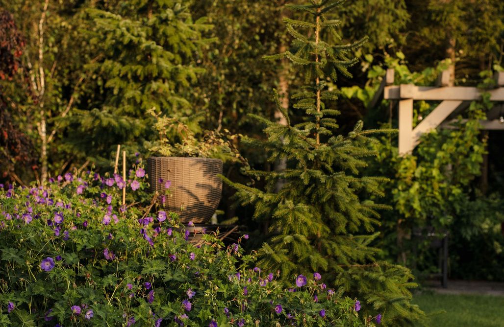 Bursztynowa przystań AlohaCamp