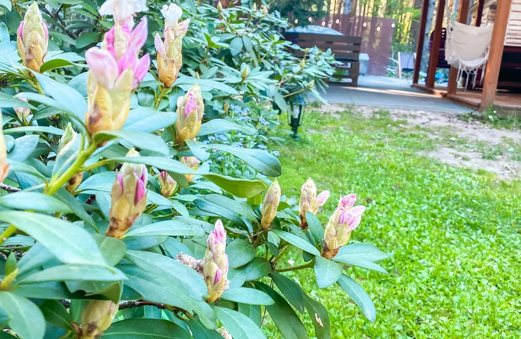 Domki Dla Wędkarzy Z Własną Linią Brzegową Chata przy lesie - sauna i balia w cenie 1