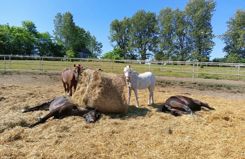 AlohaCamp Dom skandynawski na terenie Stadniny koni 1