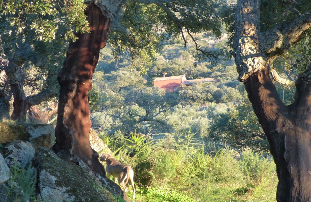 AlohaCamp El Cortijo 1