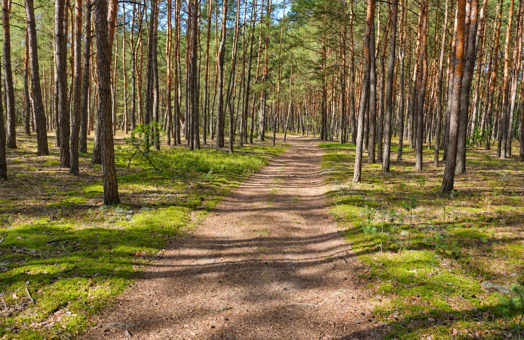 ubytování AlohaCamp Vlčí Les 1