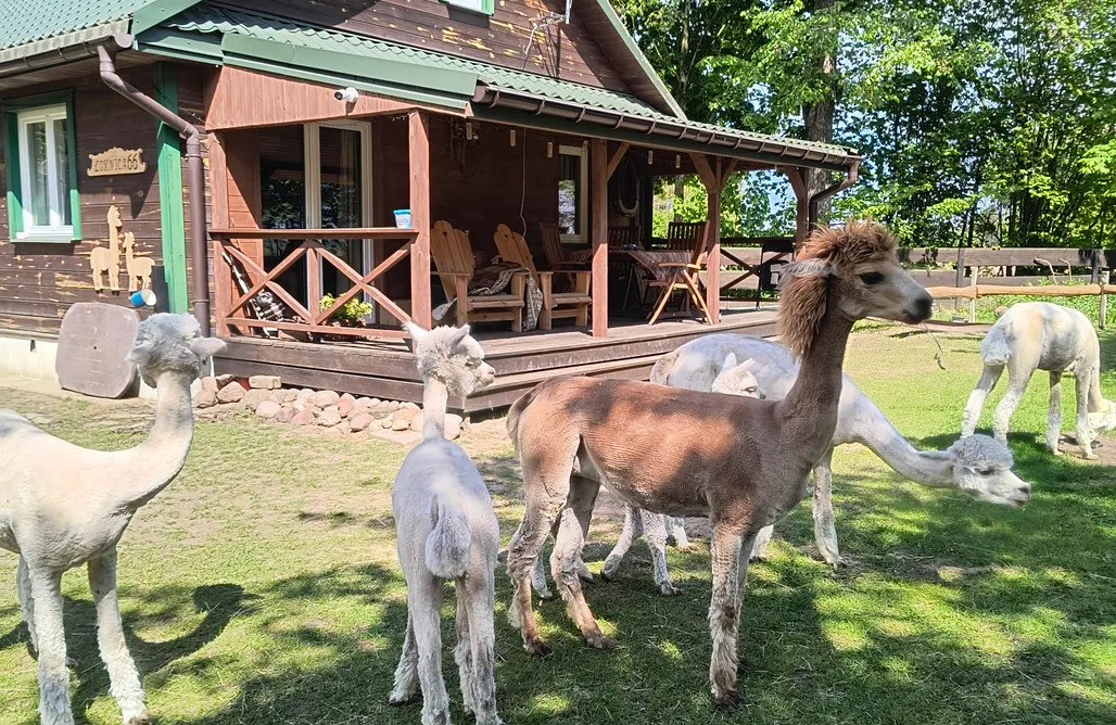 Gospodarstwo agroturystyczne Alpaki Pituchówka  AlohaCamp