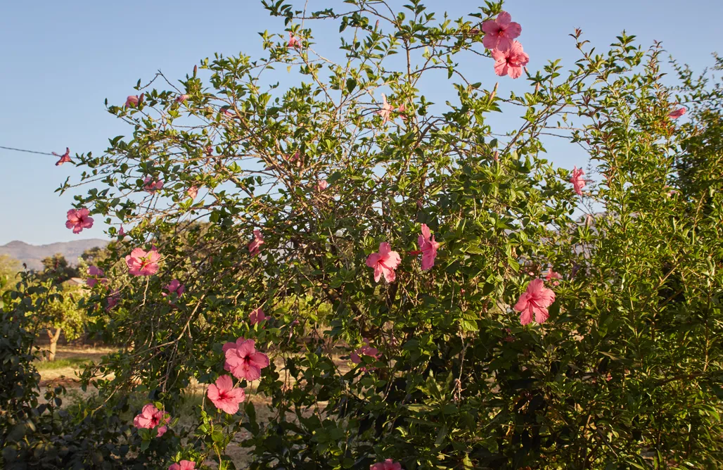 AlohaCamp Glamping la Madreselva 1