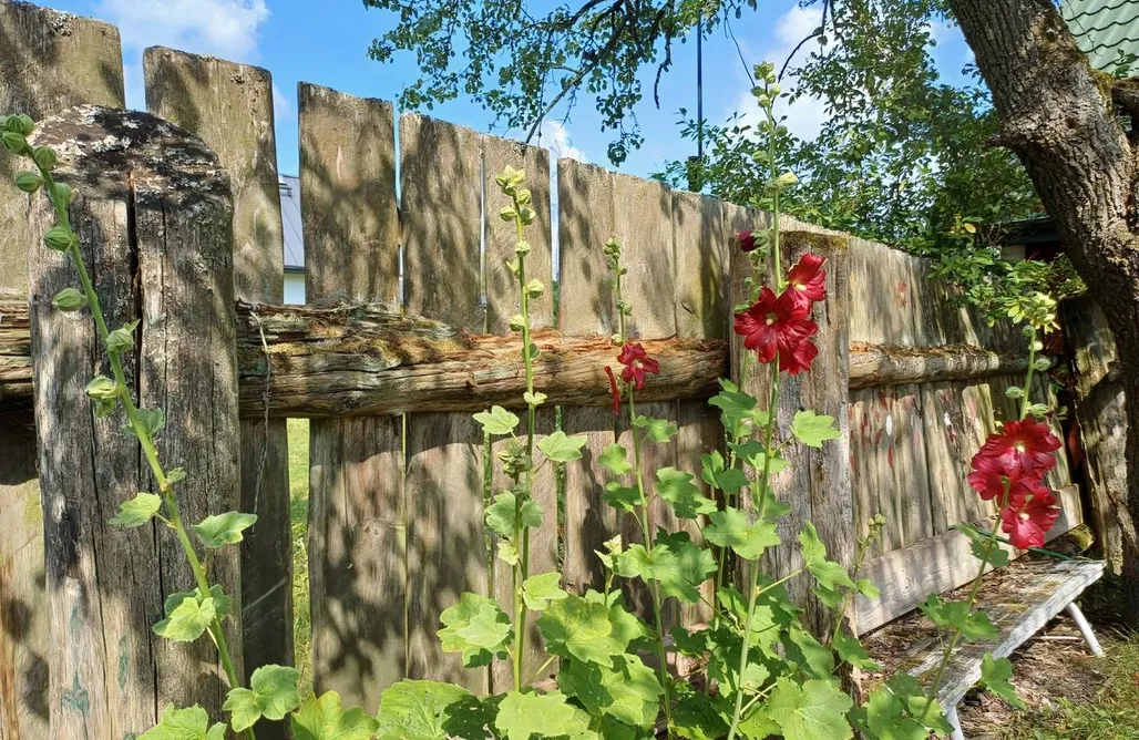 noclegi AlohaCamp Wakacje Wigry 1