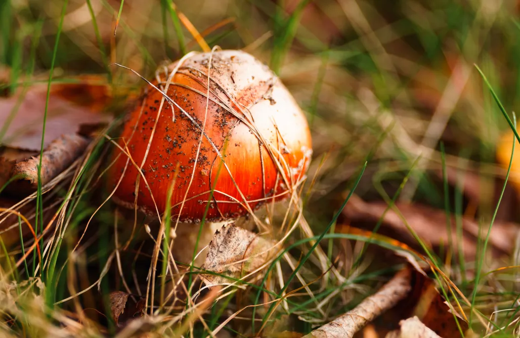 Alloggi AlohaCamp Arche Siedlisko Celiny 1