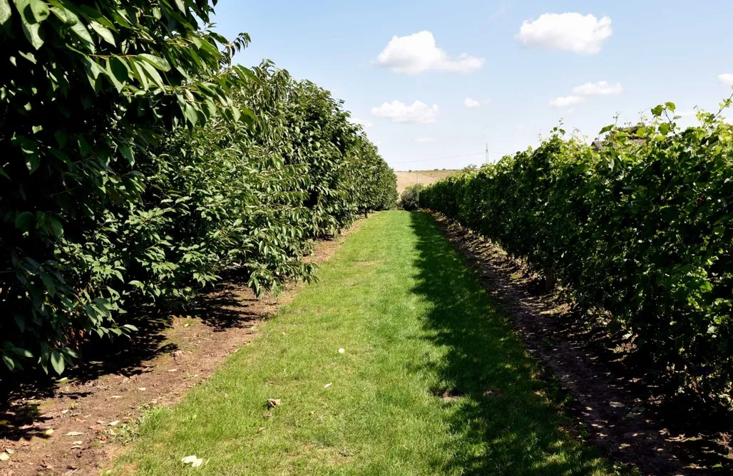 noclegi AlohaCamp Miejsce kamperowe - Winnica Knapów 5