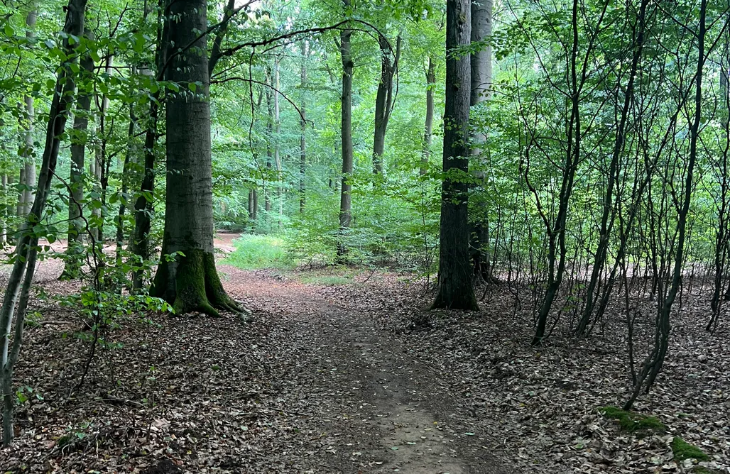 Unterkunft AlohaCamp Wald & Wind— Natur trifft auf Moderne. 5