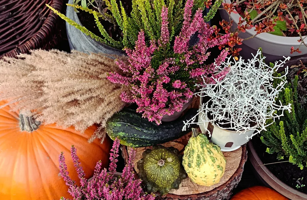 noclegi AlohaCamp Domki na polance 5