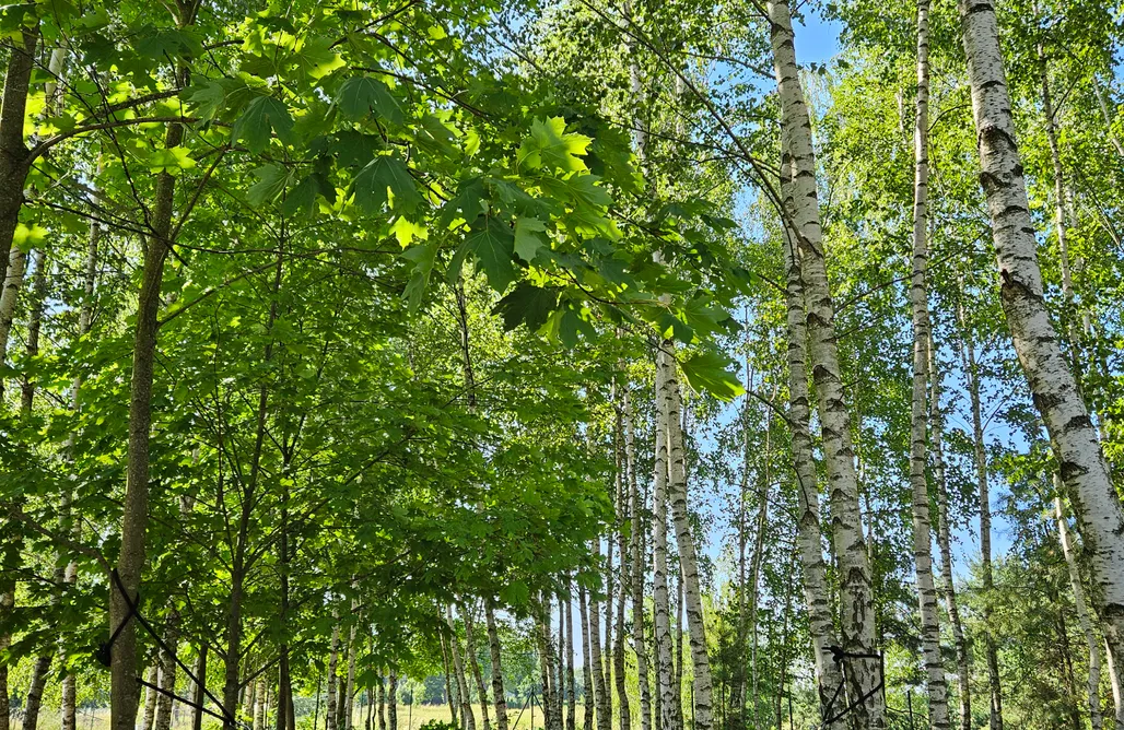 noclegi AlohaCamp Przystanek Mazury.Makosieje 1