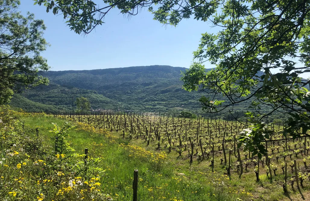 Villa Grand Est Gite Les Perrières Lodévois-Larzac nature & vignoble 1