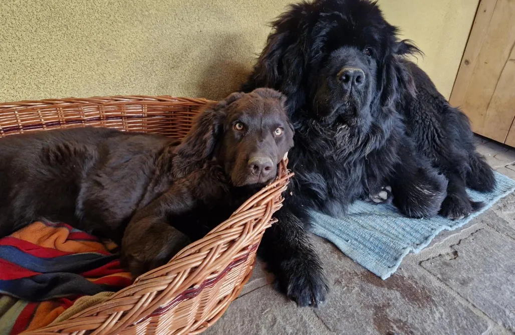 AlohaCamp Ferienhaus 1