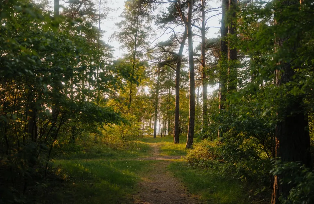 Hébergement AlohaCamp Cabin28 4