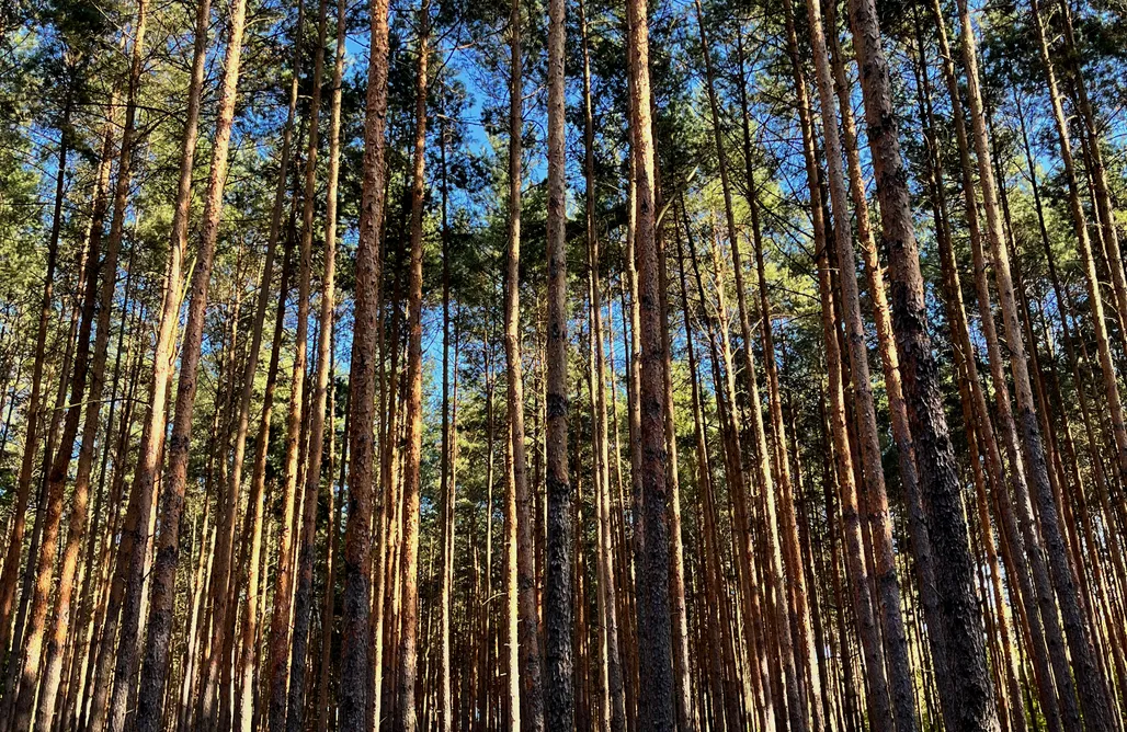 AlohaCamp Domek 01 1