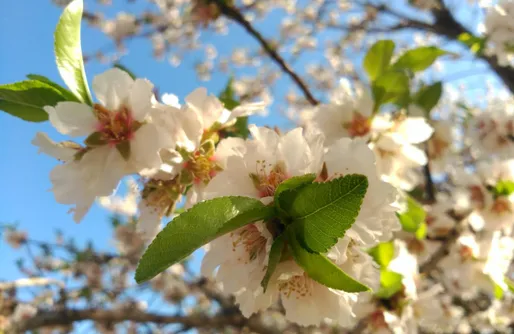 Imagen de Tienda de Algodón
