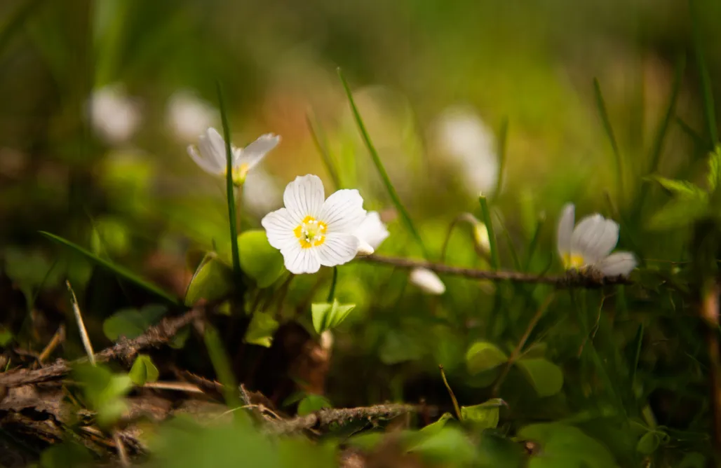 ubytování AlohaCamp  4 Żywioły – jurty i domki w sercu Sudetów 1