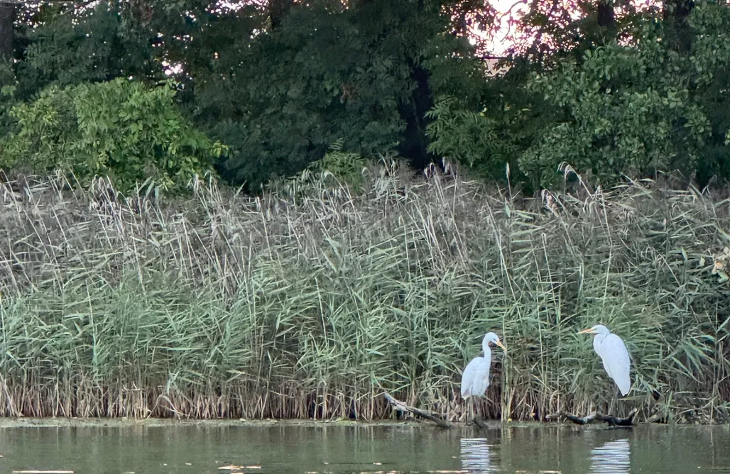 AlohaCamp Borowe Apartamenty 1