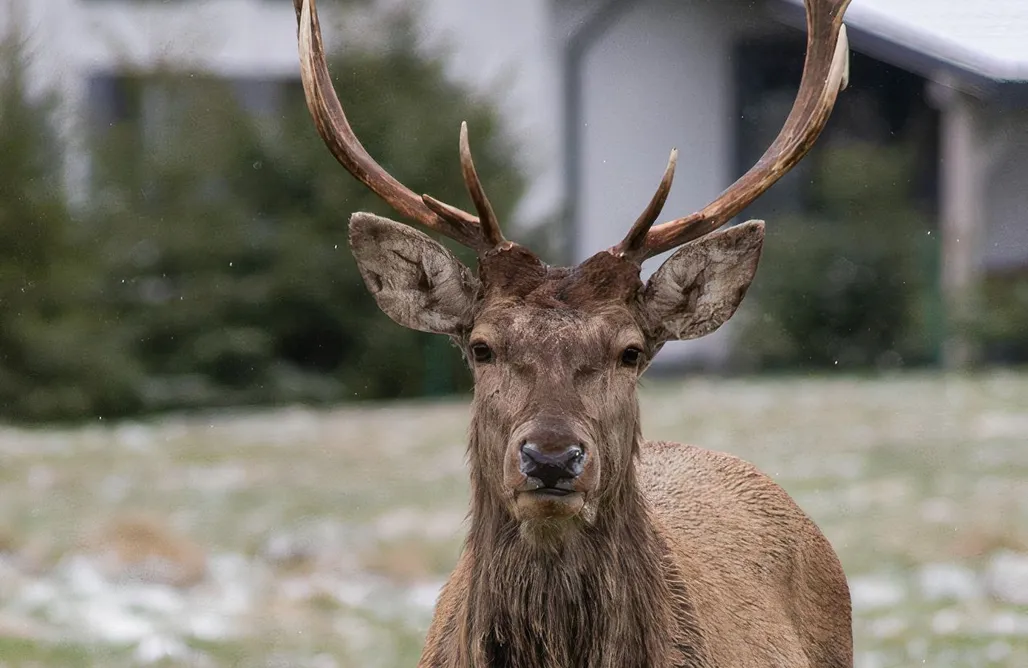 noclegi AlohaCamp Lawendowy Zakręt 1