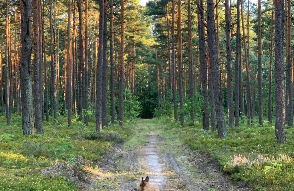 noclegi AlohaCamp Drewniana chatka w lesie koło jeziora 4