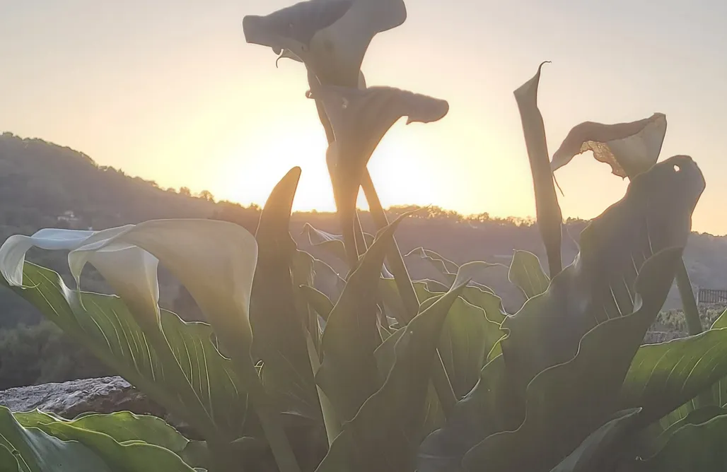 AlohaCamp Cabaña do rei  1