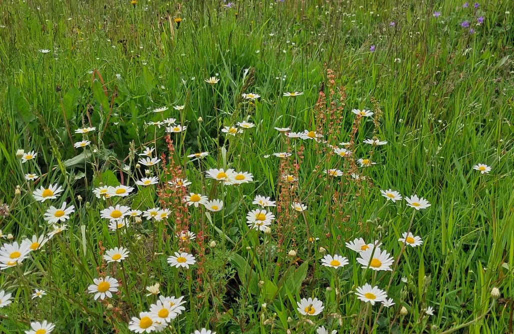 alojamientos AlohaCamp Reset w górach 1