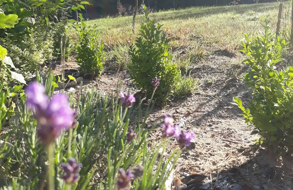 AlohaCamp WoodCamping 1