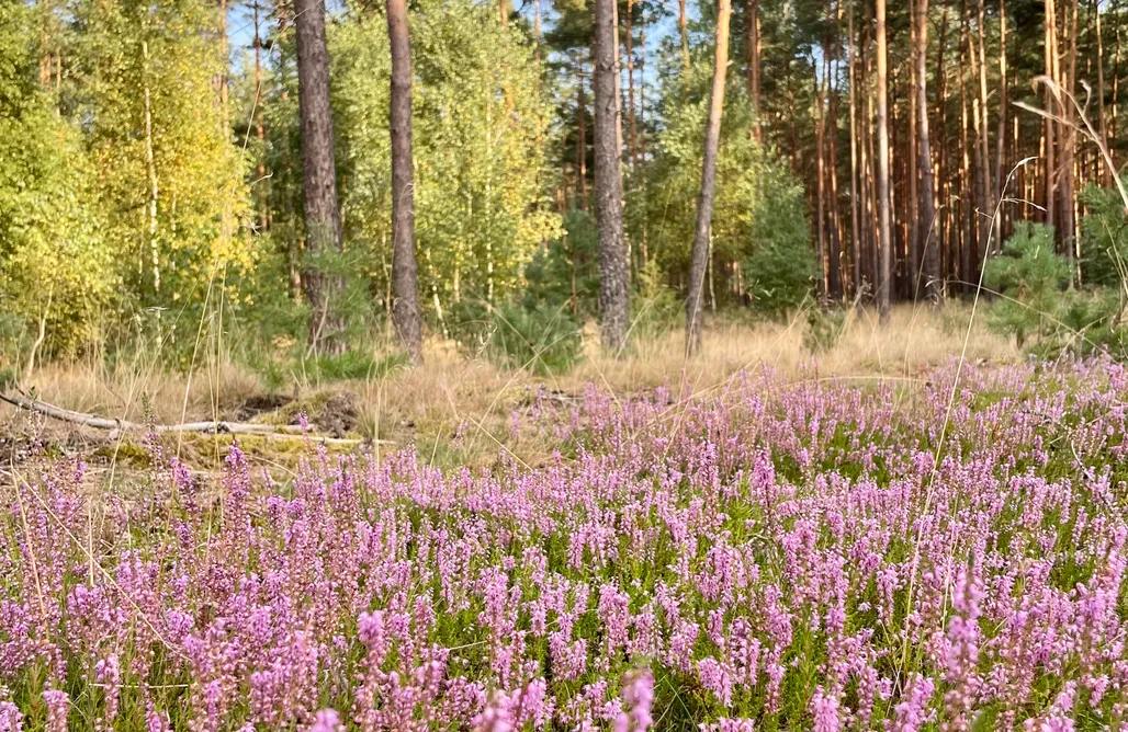 noclegi AlohaCamp Leśne Siedlisko Wygonin  1