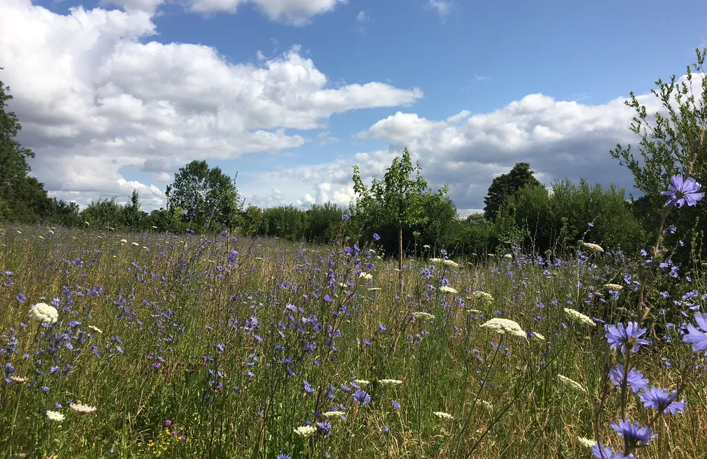 Unterkunft AlohaCamp Mecklenburger ParkLand - Projektraum Obst & Sterne 3
